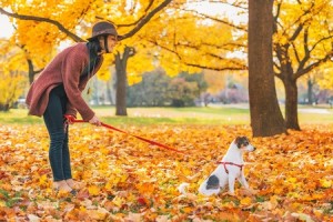 Im goldenen Herbst macht es besonders Spaß, mit Hunden Gassi zu gehen.