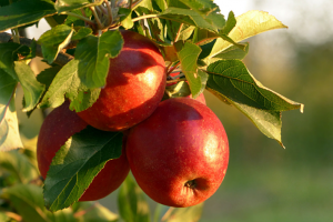 Apple Picking